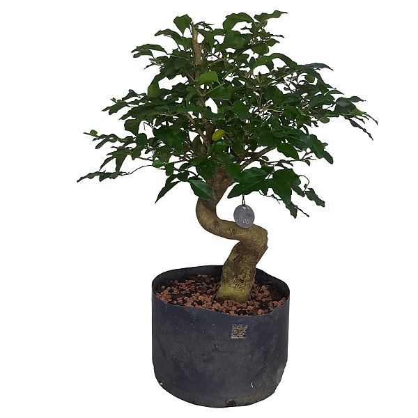 Pré Bonsai Ligustro  - 05 Anos - cód. PB03