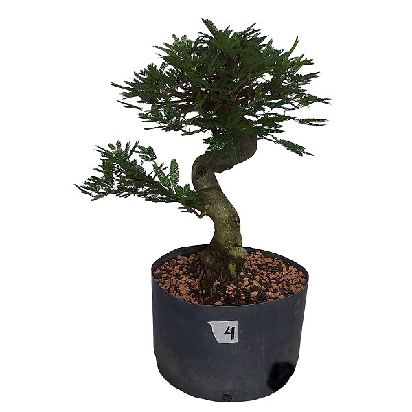 Pré Bonsai De Caliandra Rosa - 05 Anos - PB04