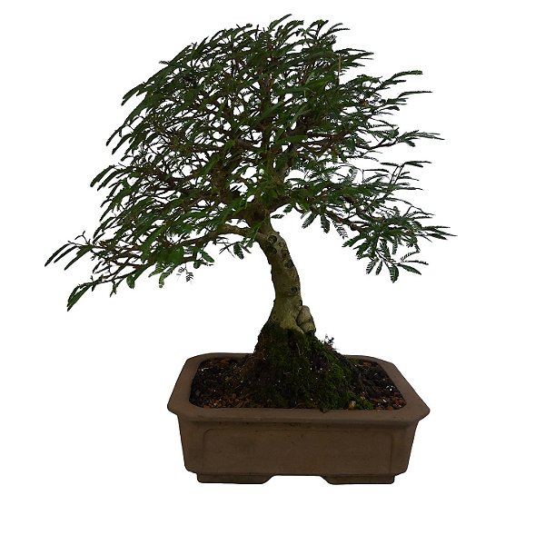 Bonsai De Caliandra Rosa - 15 Anos - B07