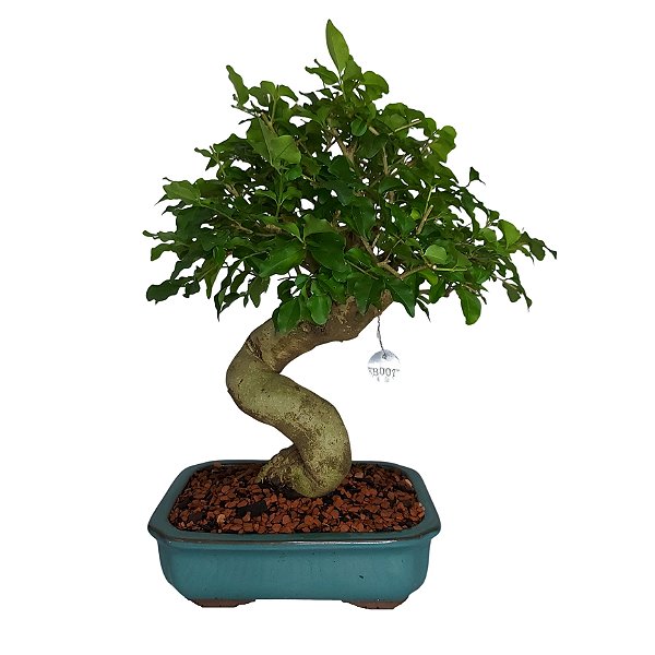 Bonsai de Ligustro 10 anos - B1