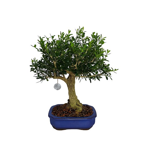 Bonsai de Buxus Harlandi 7 anos - B5