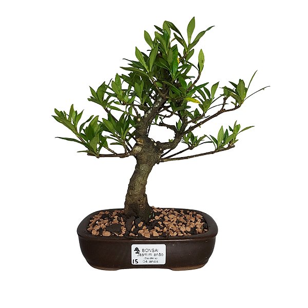 Bonsai de Jasmim Anã - 4 Anos - B15