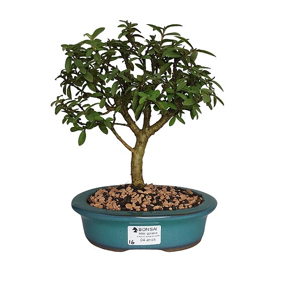 Bonsai de Mini Goiaba - 4 Anos - B16