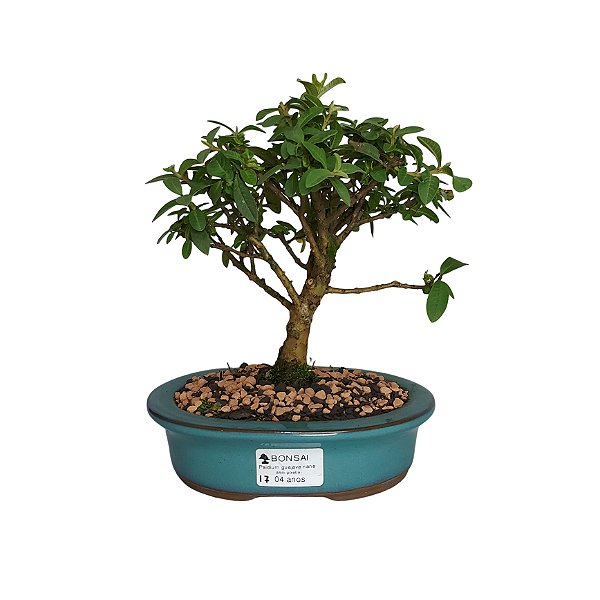 Bonsai de Mini Goiaba - 4 Anos - B17