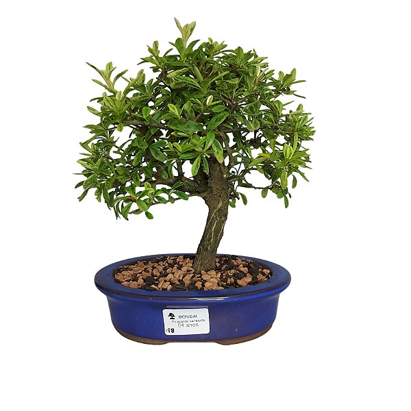 Bonsai de Piracanta Variagata - 4 Anos - B18