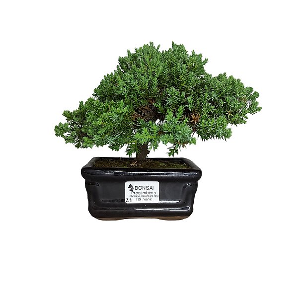 Bonsai de junipero Procumbens - 3 Anos - B21