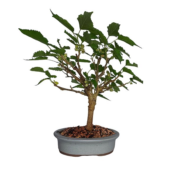 Bonsai de Amora - 4 anos - B10
