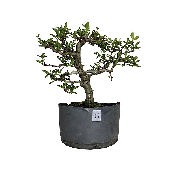 Pré Bonsai de Piracanta Amarela - 4 Anos - PB17
