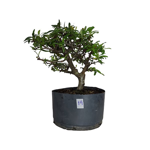 Pré Bonsai de Piracanta Laranja - 4 Anos - PB19