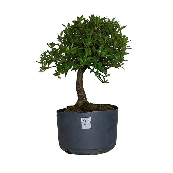 Pré Bonsai de Jasmim Anão Gardênia - 4 Anos - PB20