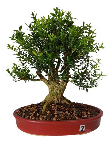 Bonsai De Buxus Harlandi- 12 Anos - Nº05