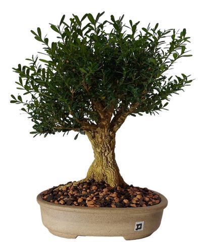 Bonsai De Buxus Harlandi- 10 Anos - Nº02