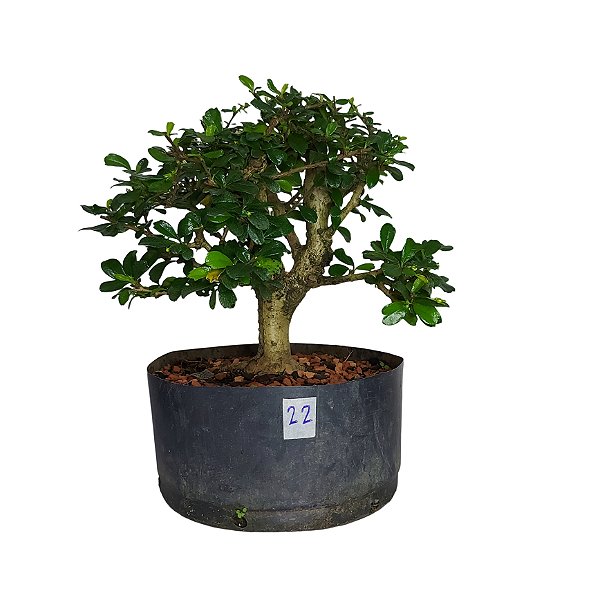 Pré Bonsai de Carmona Retusa - 4 Anos - PB22