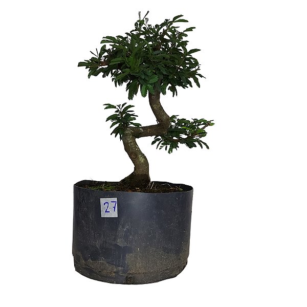 Pré Bonsai de Caliandra Rosa - 4 Anos - PB27