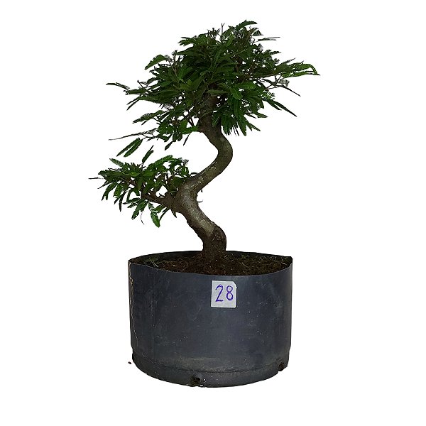 Pré Bonsai de Caliandra Rosa - 4 Anos - PB28