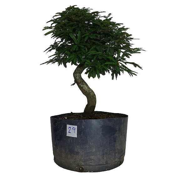 Pré Bonsai de Caliandra Rosa - 4 Anos - PB29