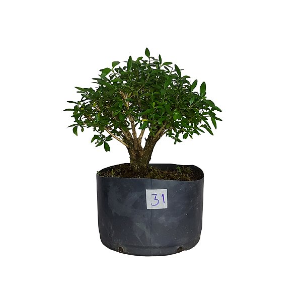 Pré Bonsai de Serissa - 4 Anos - PB31