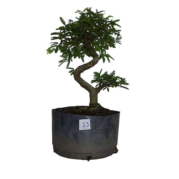 Pré Bonsai de Caliandra Rosa - 4 Anos - PB33