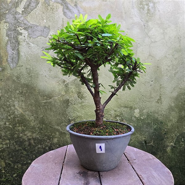 Pré Bonsai Caliandra Rosa - 04 Anos- Escolha A Sua.