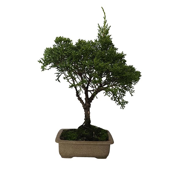 Bonsai De Juniperus Kishu - 03 Anos - Escolha O Seu.