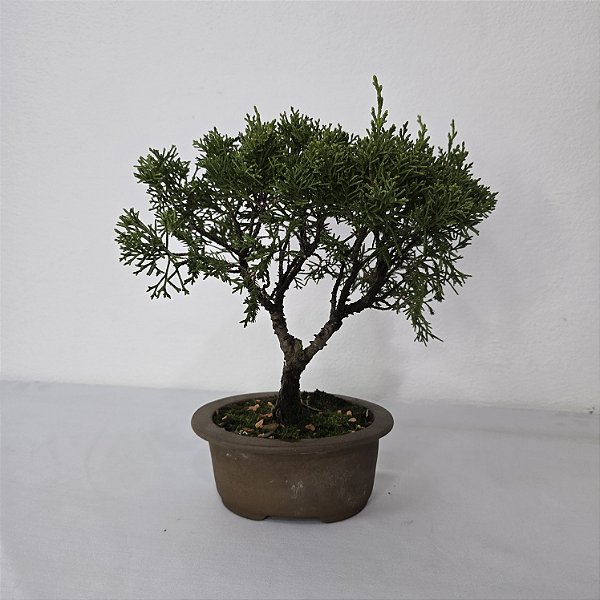 Bonsai De Juniperus Kishu - 03 Anos - Escolha O Seu.