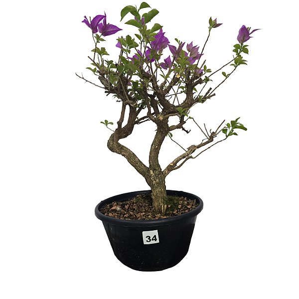 Pré Bonsai de Primavera Roxa - 8 Anos - PB34
