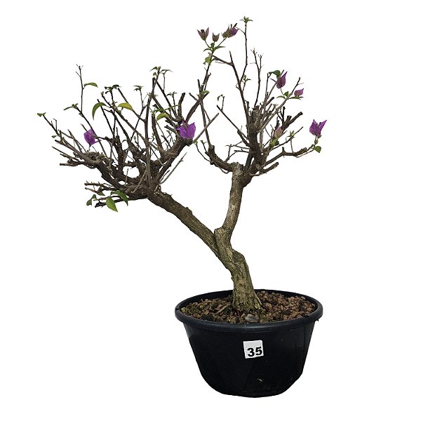 Pré Bonsai de Primavera Roxa - 8 Anos - PB35
