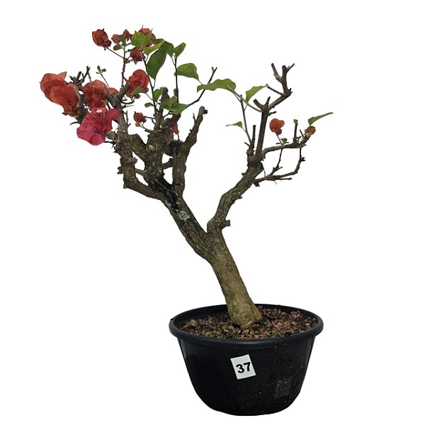 Pré Bonsai de Primavera Vermelha - 8 Anos - PB37