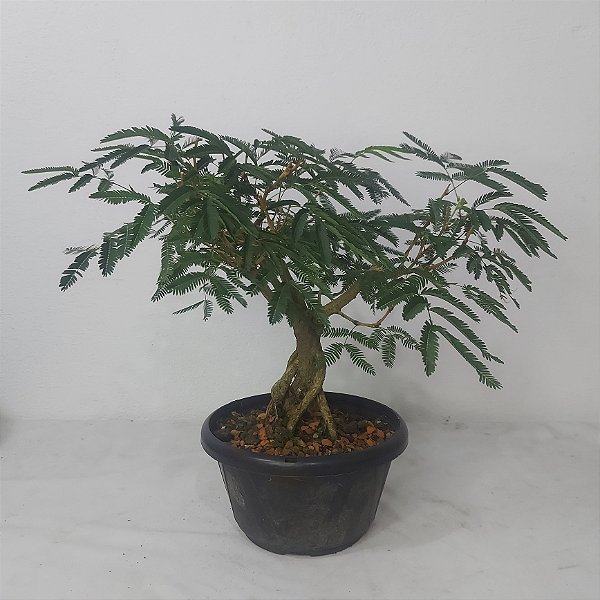 Pré Bonsai de Caliandra Vermelha - 4 Anos - PB38
