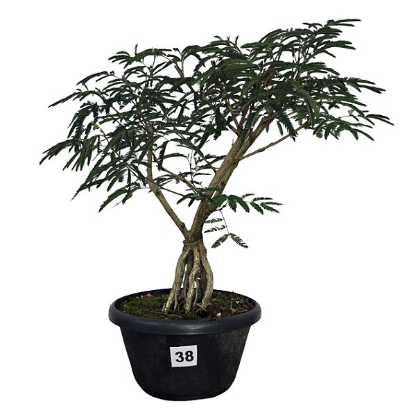 Pré Bonsai de Caliandra Vermelha - 4 Anos - PB38