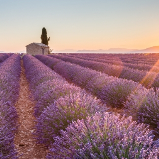 Essência Provence