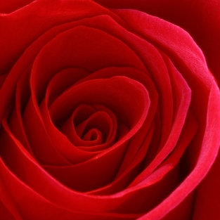 Essência Rosa Vermelha