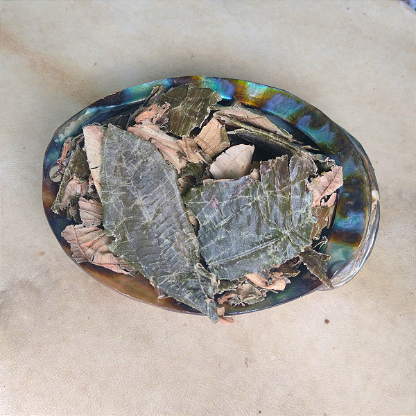 Canela de Velho Folhas 50g