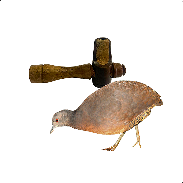 Apito inhambu-açu n°01