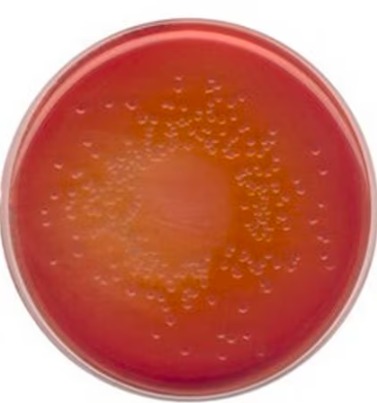 ÁGAR MacCONKEY - 500G - Merck