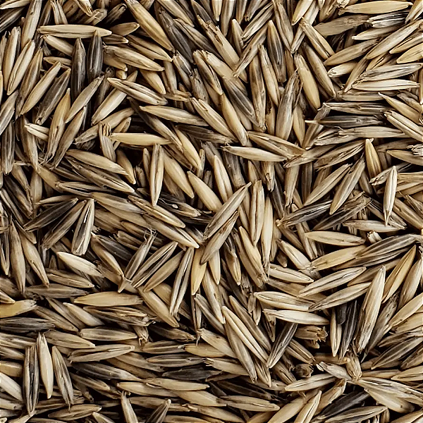 Semente Fiscalizada de Aveia Preta EMBRAPA 139 - 1kg