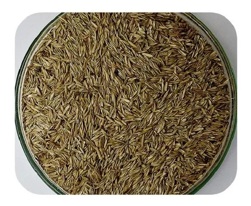 Semente Fisc. Azevém BRS Ponteio 1Kg