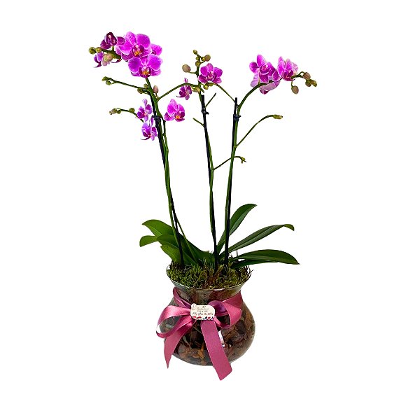 Orquídea Phalaenopsis M no vaso de vidro- Rosa
