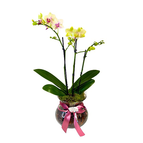Orquídea Phalaenopsis M no vaso de vidro- Amarelo