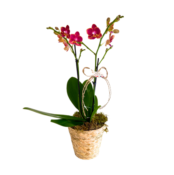 Orquídea PT9 CXP Corda - Rosa