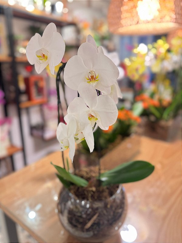Orquídea Semi cascata