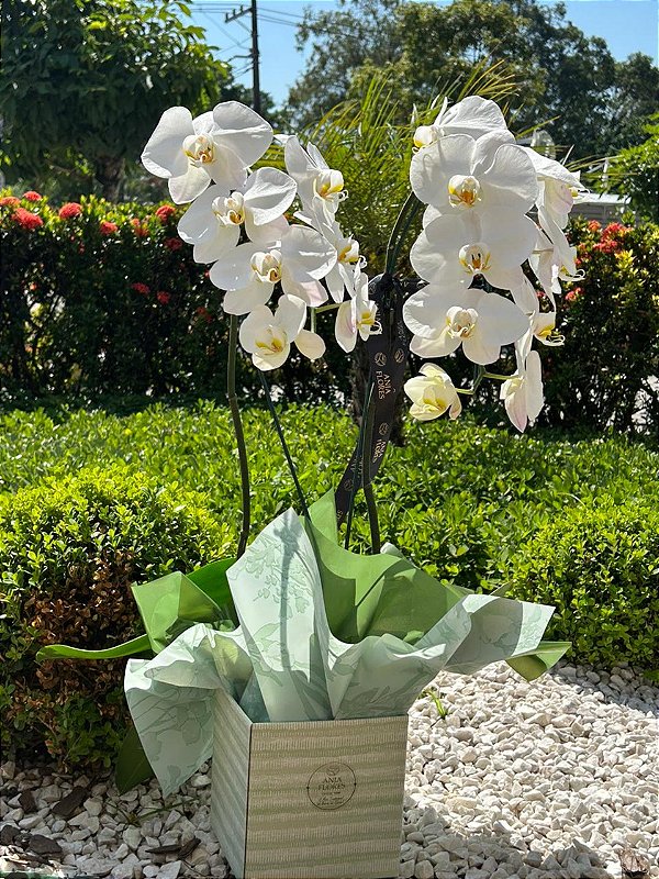 Orquídea Premium cascata aste dupla branca