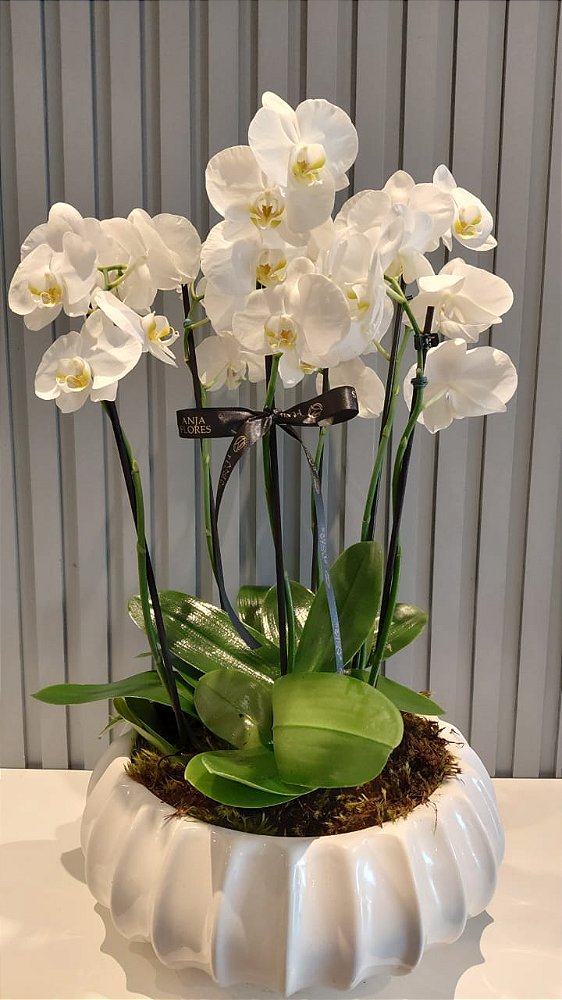 Arranjo de Orquídeas Premium Celebrare Anja