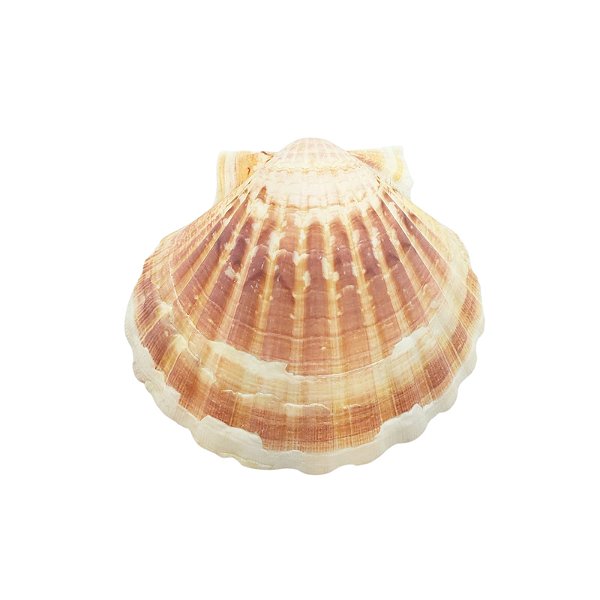 Concha Grande - Natural