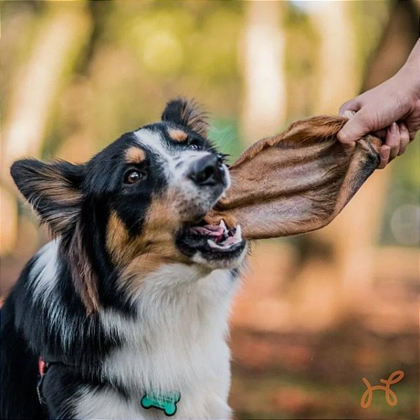 Petisco Mordedor para Cães Orelha Bovina sem Ouvido 1 un - Natuka