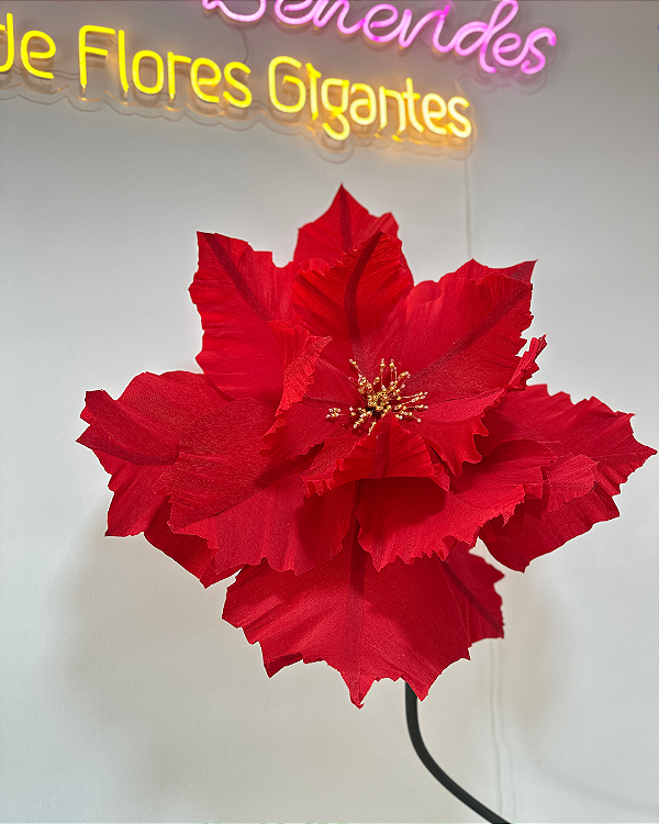 A Flor do Natal * Poinsétia