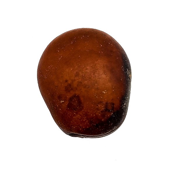 Fava Olho De Boi Semente Ritualistica
