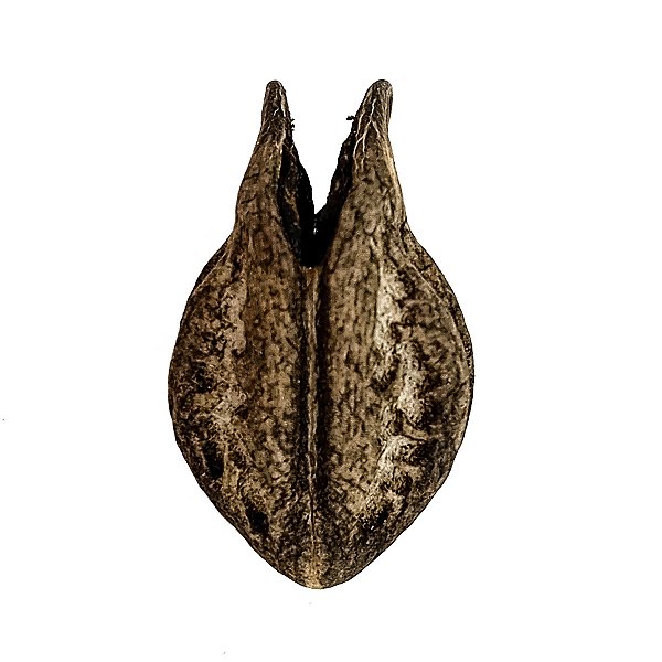 Fava Garra De Pombogira Semente Ritualistica