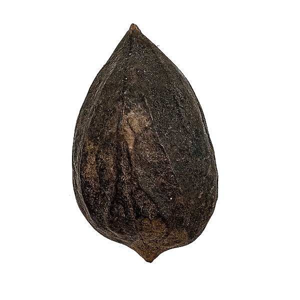 Fava Garra De Exu Semente Ritualistica