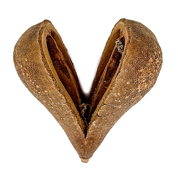 Fava Opele Semente Ritualistica